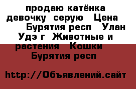 продаю катёнка девочку  серую › Цена ­ 200 - Бурятия респ., Улан-Удэ г. Животные и растения » Кошки   . Бурятия респ.